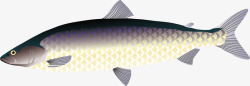水生动物鱼矢量图素材