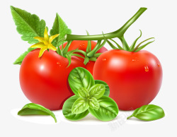 番茄高清png红色的西红柿矢量图高清图片