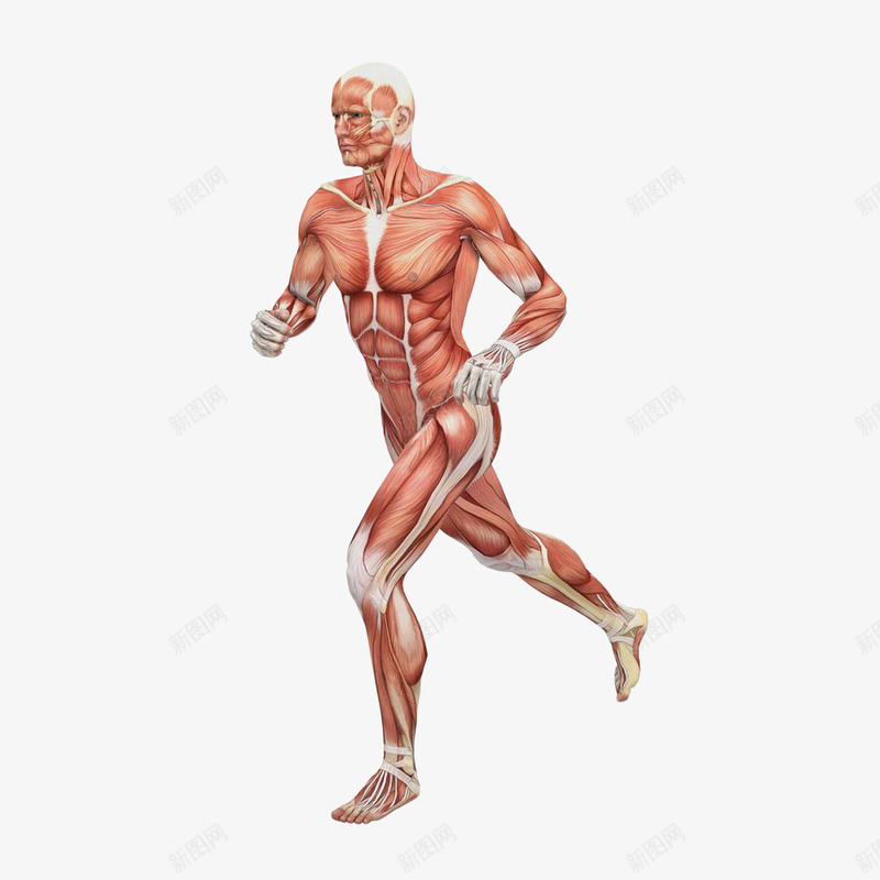 处于奔跑状态的人体肌肉构造png免抠素材_新图网 https://ixintu.com 人体 人体构造 教育 装饰 跑的人
