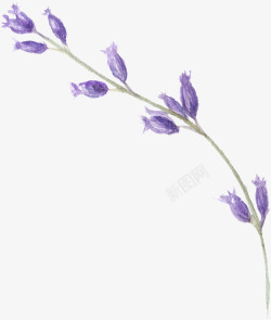 一条紫色花朵素材