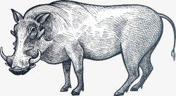 手绘的河马手绘素描动物野猪插画高清图片