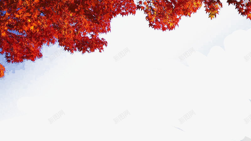 红枫叶免费png免抠素材_新图网 https://ixintu.com 季节 日本 海报素材 秋季 红色 风景图