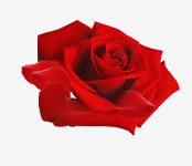 唯美精美玫瑰花素材