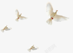 白色飞翔白鸽翱翔天空素材