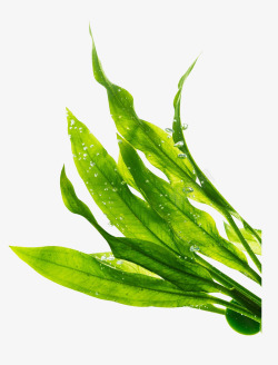 水珠绿色叶子素材