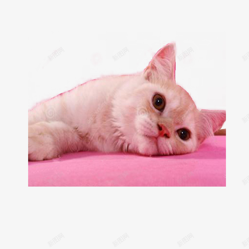生无可恋的猫png免抠素材_新图网 https://ixintu.com 产品实物 小懒猫 懒猫 生无可恋的猫 粉红色