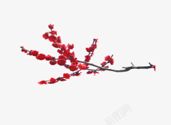 鼠标梅红色红色梅花枝高清图片