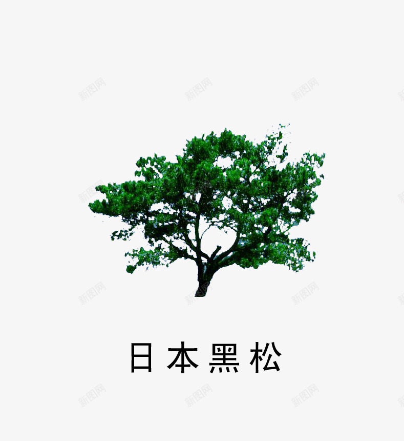 日本黑松png免抠素材_新图网 https://ixintu.com 叶子 日本黑松 盆景 绿色