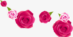 粉色玫瑰花朵七夕素材