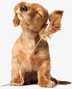 戴耳机的小狗素材