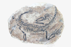 动物化石食肉动物化石实物高清图片