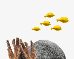 黄色小鱼在石头跟枝干之间游素材