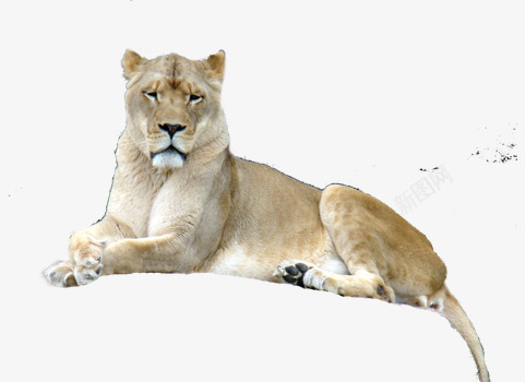 趴在石头上的狮子png免抠素材_新图网 https://ixintu.com 动物 帅气 母狮子 躺着 野生动物 霸气