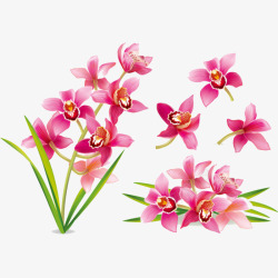 粉红色兰花卡通手绘粉红色兰花高清图片