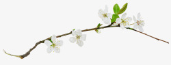 白色梅花花朵树枝素材