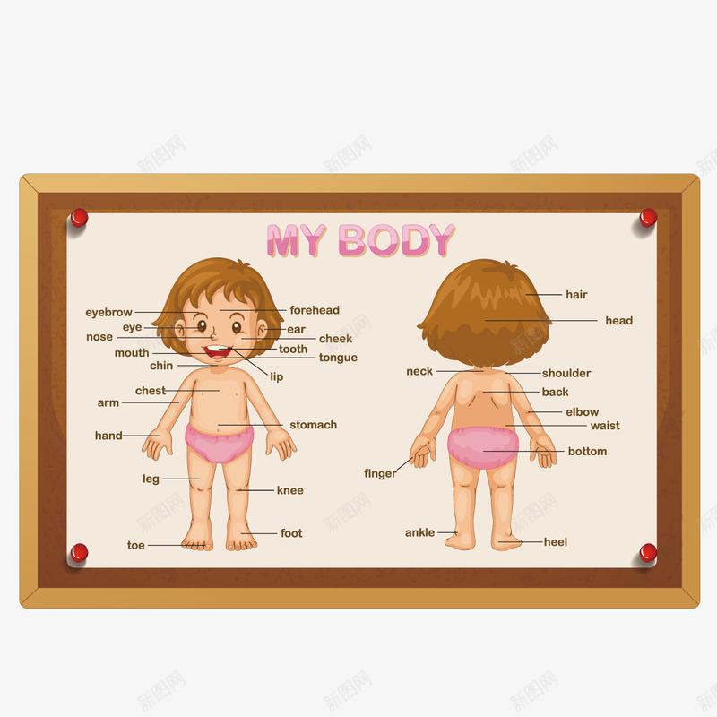 女孩身体png免抠素材_新图网 https://ixintu.com 宝宝 教育图 示意图 身体 身体图