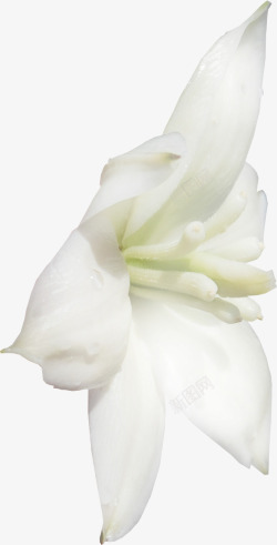 白兰花白色创意白兰花高清图片
