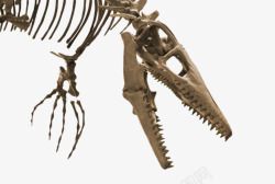 恐龙骨恐龙骨骼头的特写镜头高清图片
