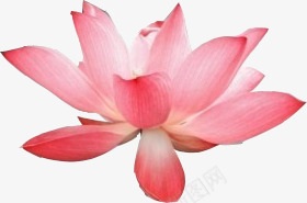 水彩粉红花朵古风png免抠素材_新图网 https://ixintu.com 古风 水彩 粉红 素材 花朵