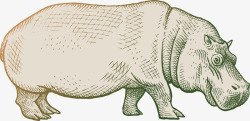 野猪手绘素描动物河马插画矢量图高清图片