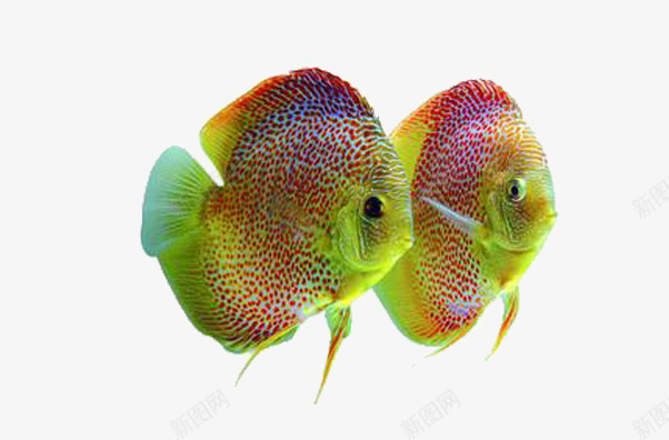 两条彩色的鱼png免抠素材_新图网 https://ixintu.com 产品实物 动物 彩色 斑点 海里动物 热带鱼 观赏鱼 鱼
