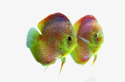 两条彩色的鱼素材