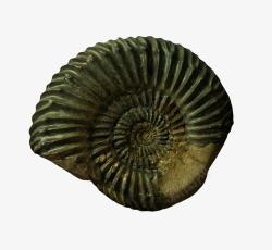 壳体绿色斑驳的菊石化石实物高清图片