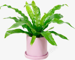粉红色盆栽植物绿色效果素材