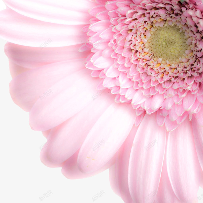 花艺png免抠素材_新图网 https://ixintu.com 粉红色 背景 花朵 花艺