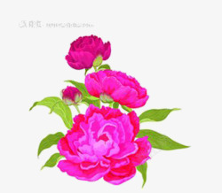 雍容华贵牡丹花牡丹花开高清图片