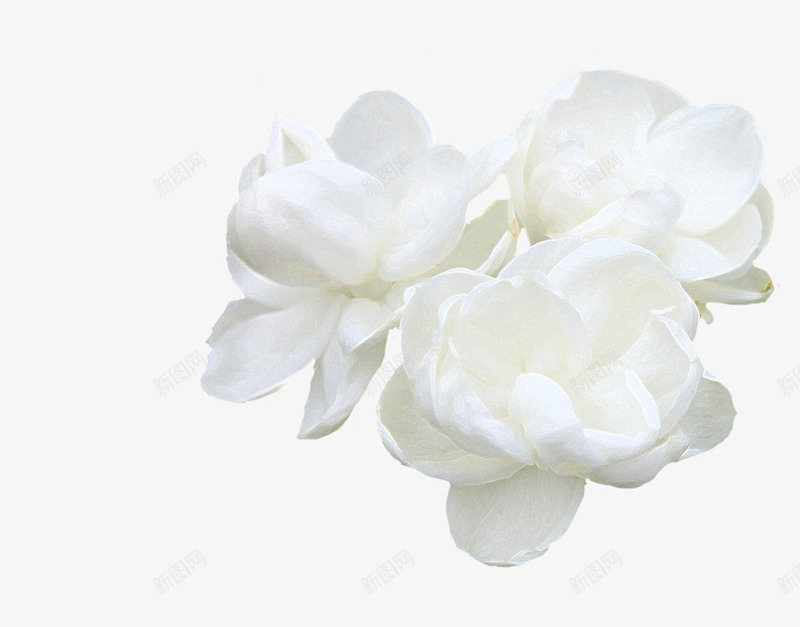 白色花朵茉莉png免抠素材_新图网 https://ixintu.com 白色 花朵 茉莉
