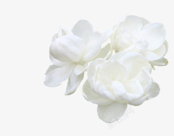 白色花朵茉莉素材