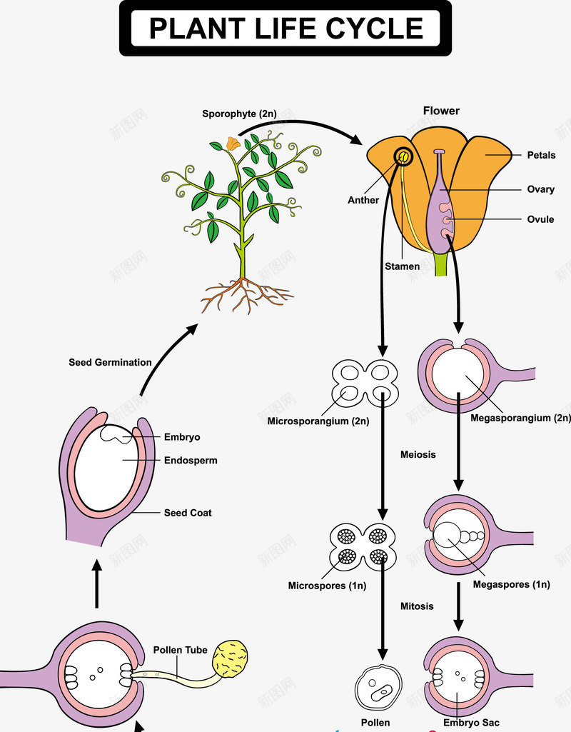 植物的生命周期表示图png免抠素材_新图网 https://ixintu.com 学习 教育 植物 生命周期 装饰