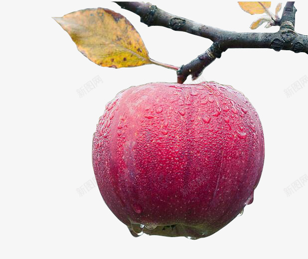 树上带水珠的苹果png免抠素材_新图网 https://ixintu.com 叶子 树上 水珠 苹果