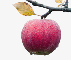 树上的叶子树上带水珠的苹果高清图片