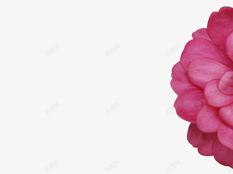 粉红色花朵PPT背景png免抠素材_新图网 https://ixintu.com PPT文本框 PPT模板 PPT背景 粉红色 花朵