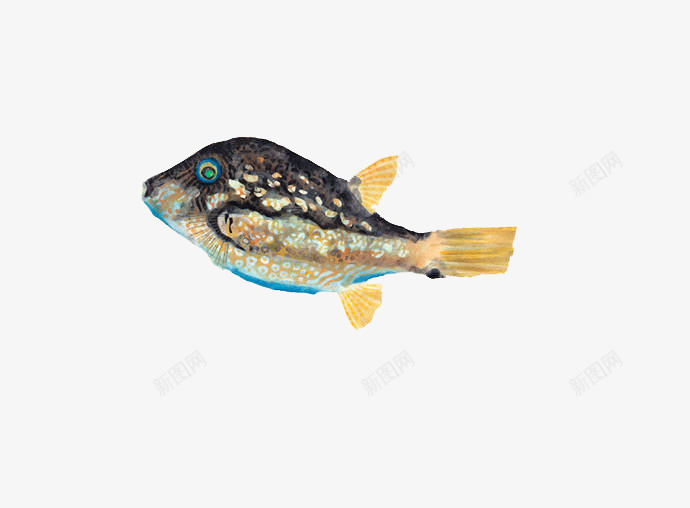 日本鱼的插画png免抠素材_新图网 https://ixintu.com 插画 日本 绘画 花纹 鱼类 黑色