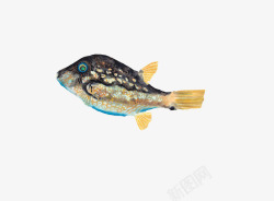 日本鱼的插画素材