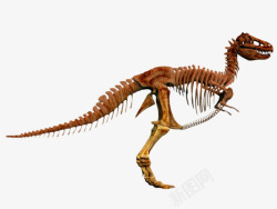 霸王龙骨架生物化石视图素材