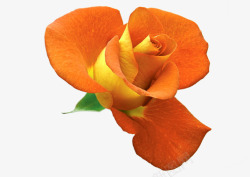 橙色盛放玫瑰七夕情人节素材
