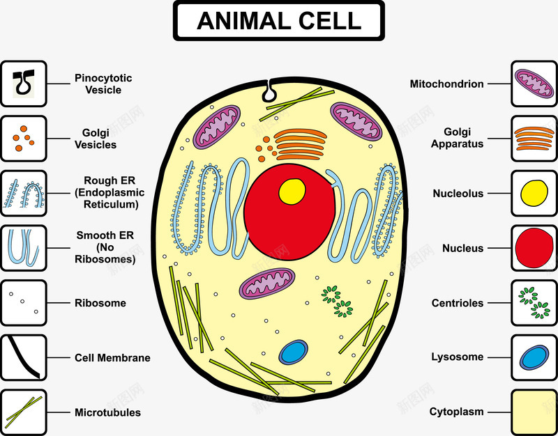 动物细胞组成分析矢量图eps免抠素材_新图网 https://ixintu.com 动物细胞 学习 教育 装饰 矢量图