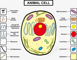 动物细胞组成分析矢量图素材
