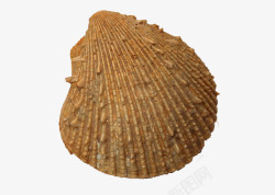 贝壳化石黄色贝壳化石高清图片