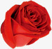 左上红色玫瑰七夕素材