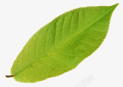绿色单片树叶素材