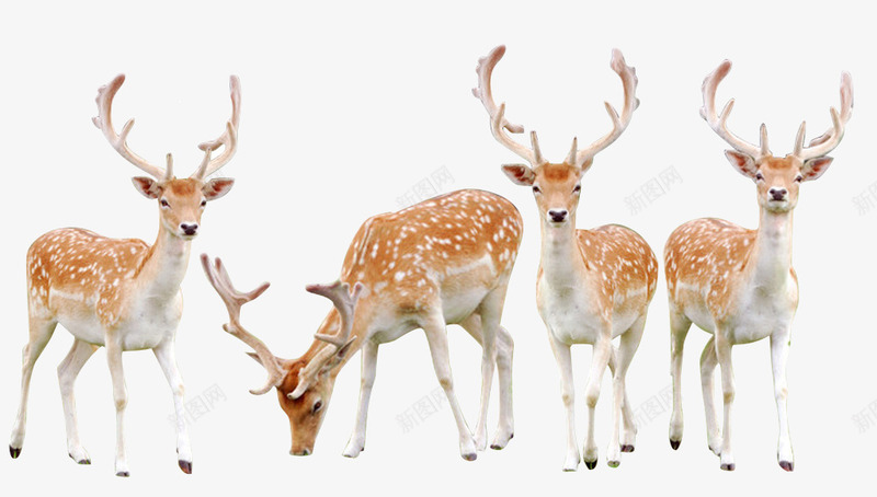 小梅花鹿海报png免抠素材_新图网 https://ixintu.com 梅花鹿 海报