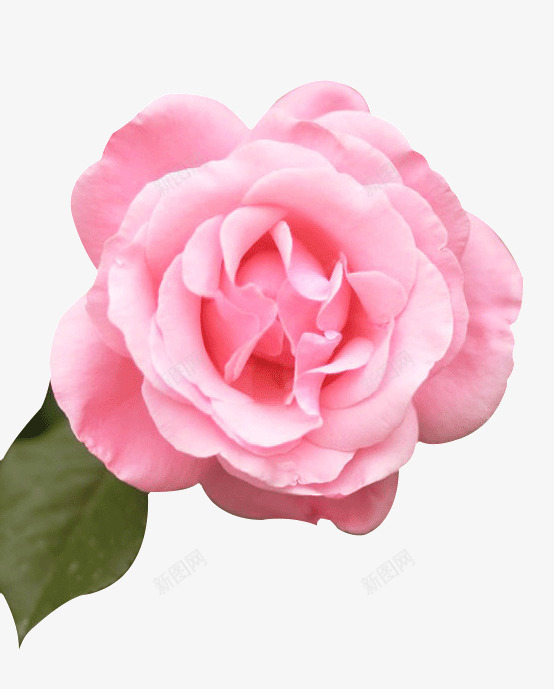 玫瑰花png免抠素材_新图网 https://ixintu.com 七夕 情人节 浪漫 爱情 粉玫瑰 花卉 花朵