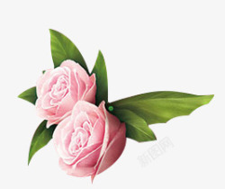 玫瑰粉红玫瑰花花朵素材