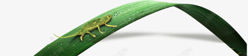 绿色枝叶水珠蜥蜴png免抠素材_新图网 https://ixintu.com 枝叶 水珠 绿色 蜥蜴