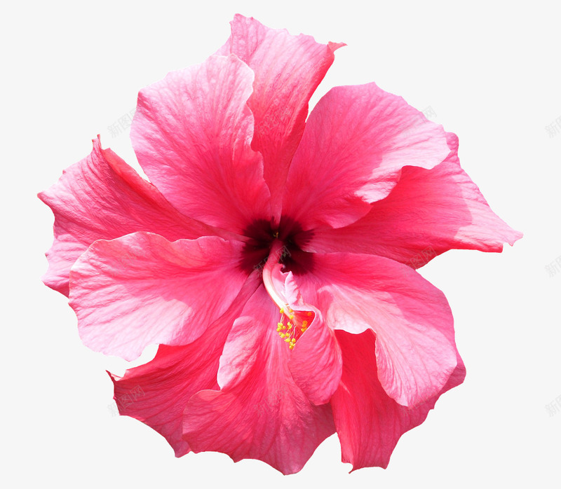 粉红色的槿png免抠素材_新图网 https://ixintu.com 孤立 植物 植物区系 槿 热带花 粉红色 花